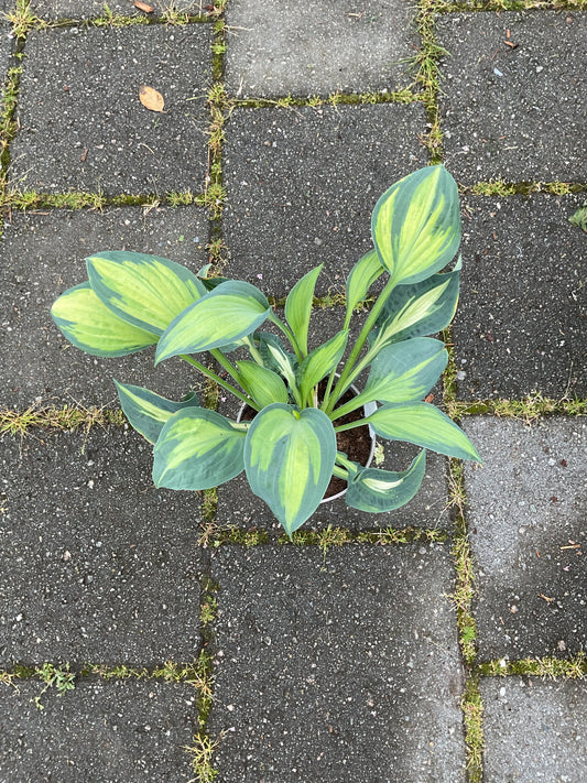 Hosta ‘Happy Dayz’ P15