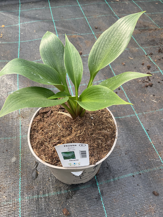 Hosta ‘Zorro’ P15