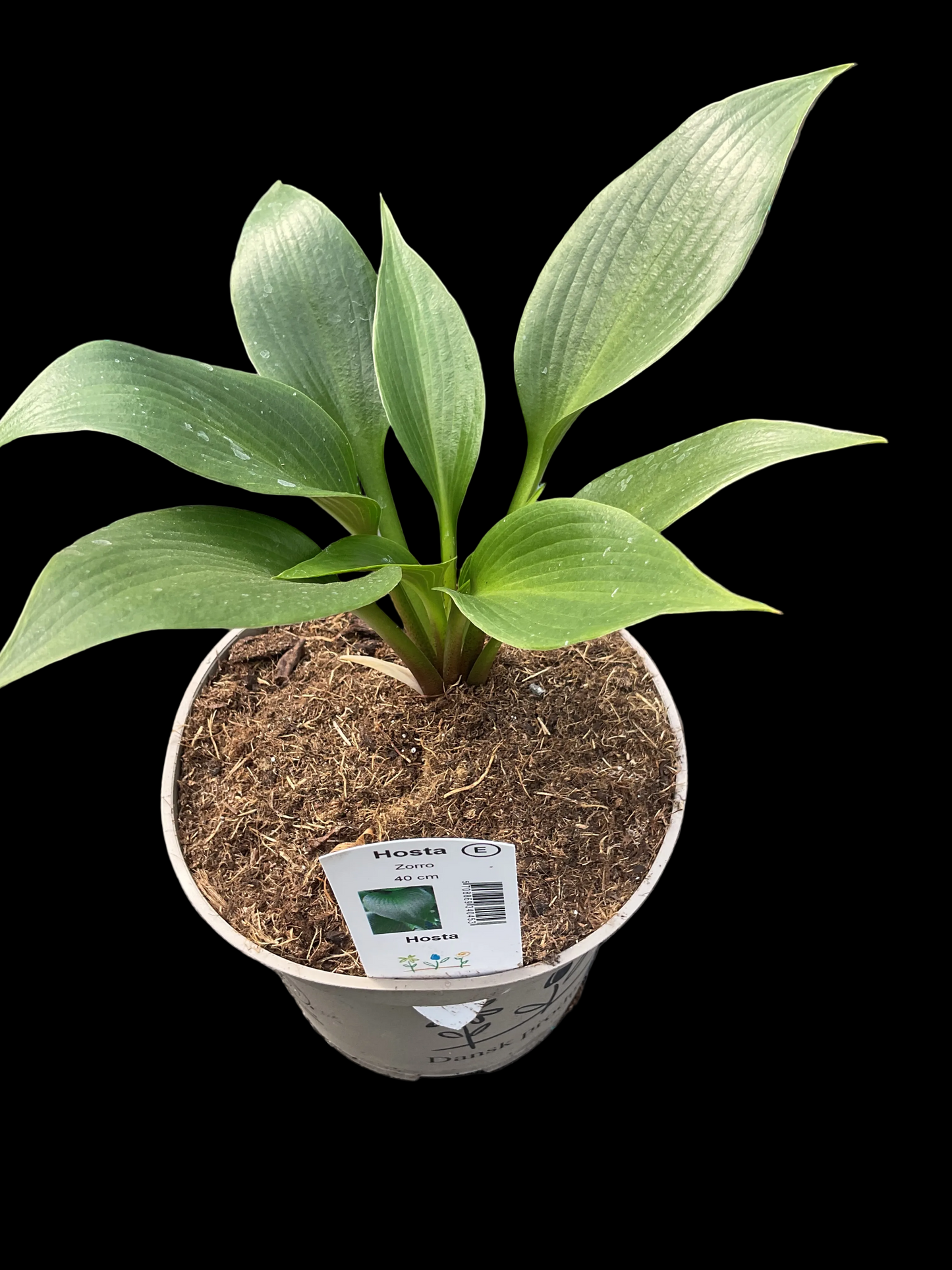 Hosta ‘Zorro’ P15