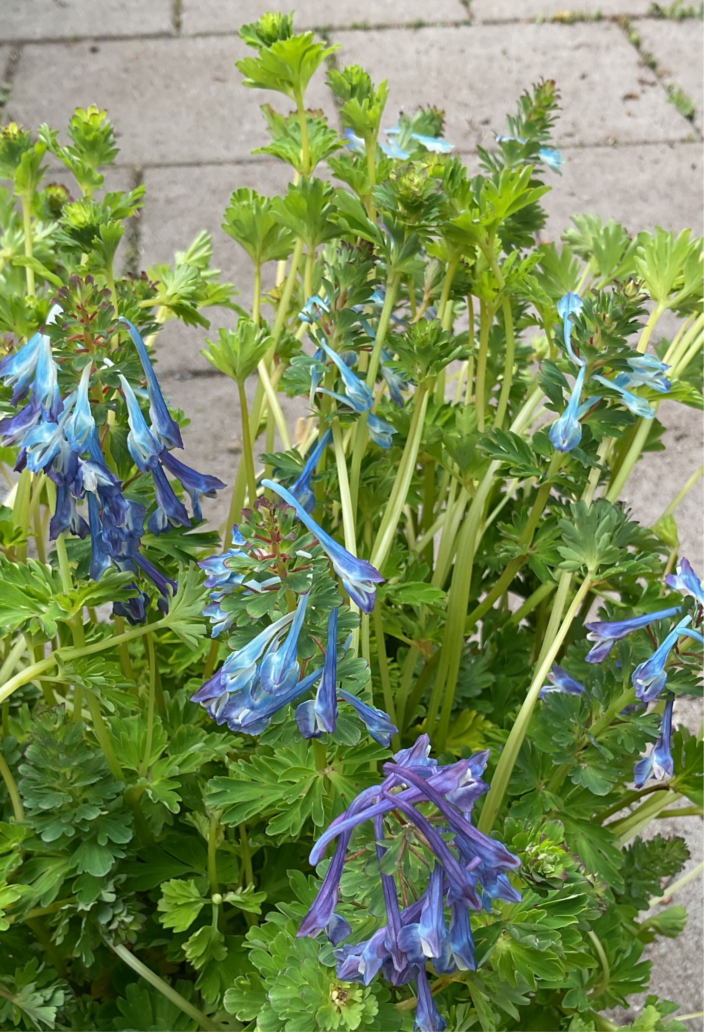 Corydalis calycosa P21