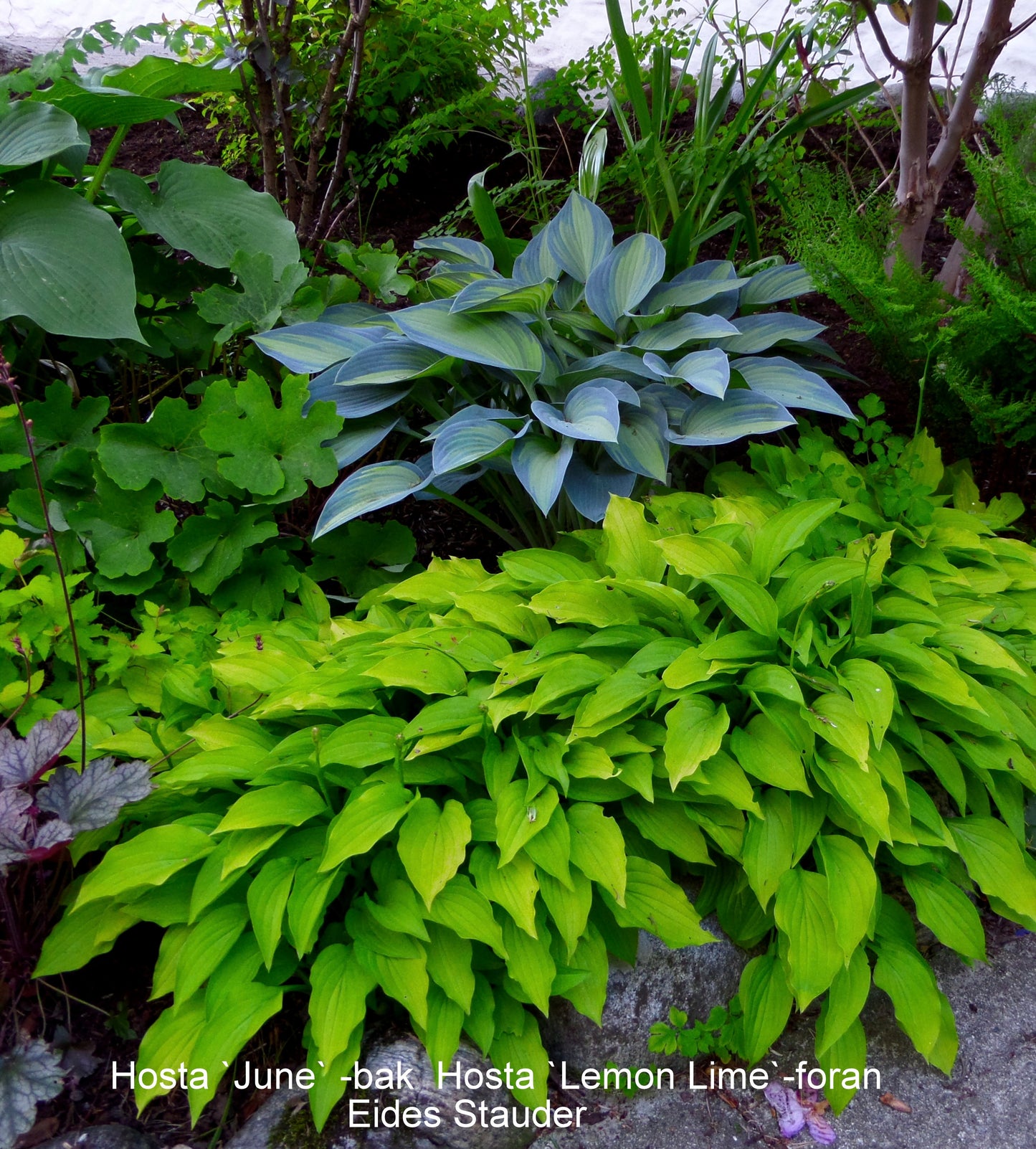 Hosta ‘Lemon Lime’