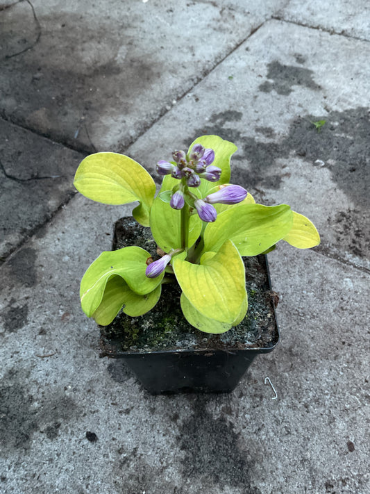 Hosta ‘Sun Mouse’ P9x9 cm