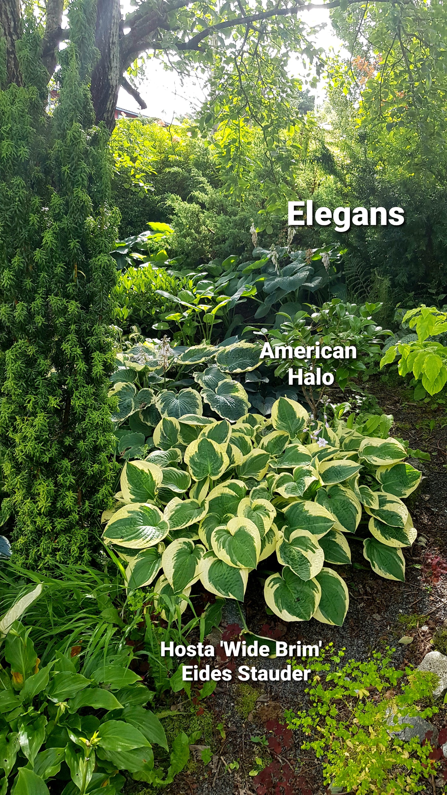 Hosta ‘Wide Brim’