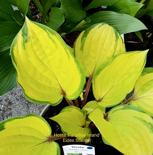 Hosta ‘Paradise Island’ P15