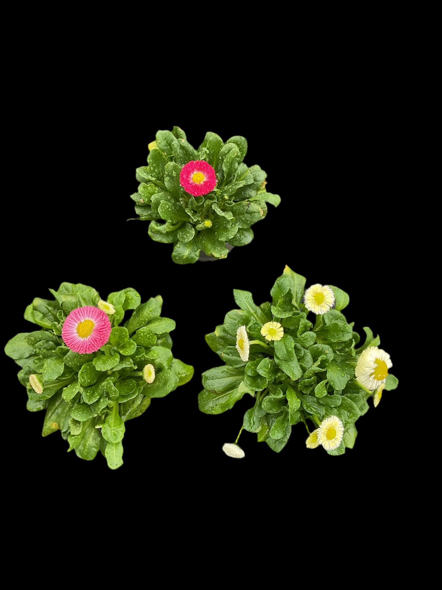 Tusenfryd 9 stk Bellis perennis P9