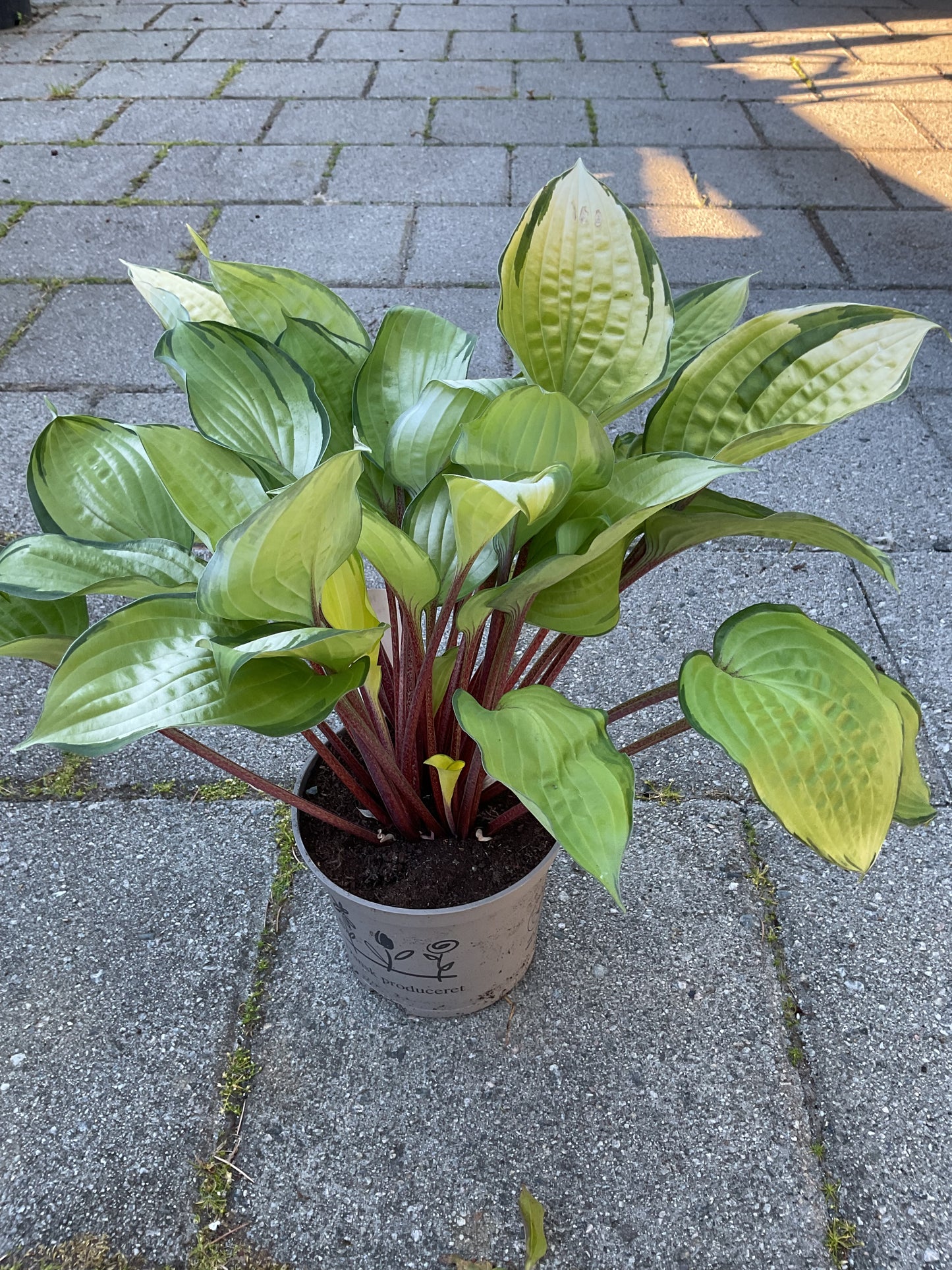 Hosta ‘Paradise Island’ P15