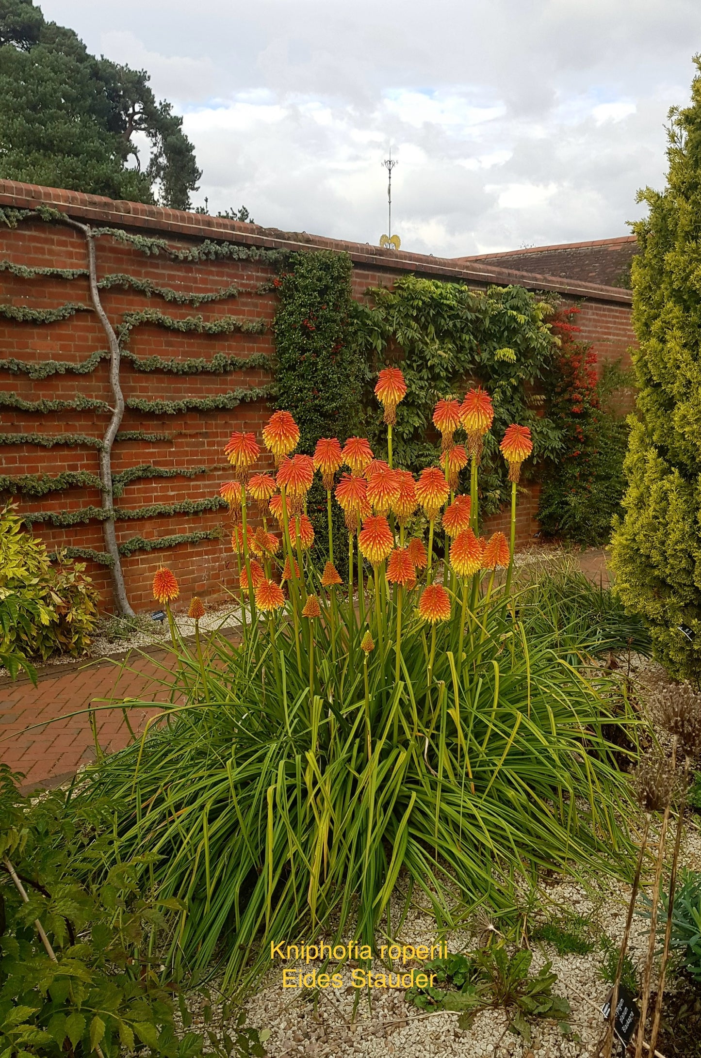 Kniphofia rooperi P11x11