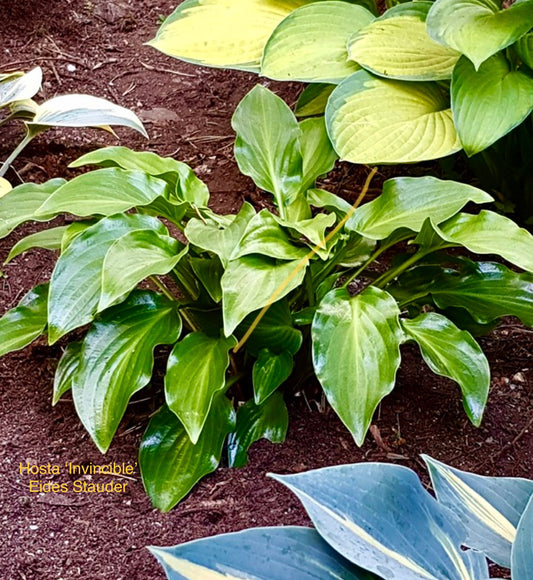 Hosta ‘Invincible’