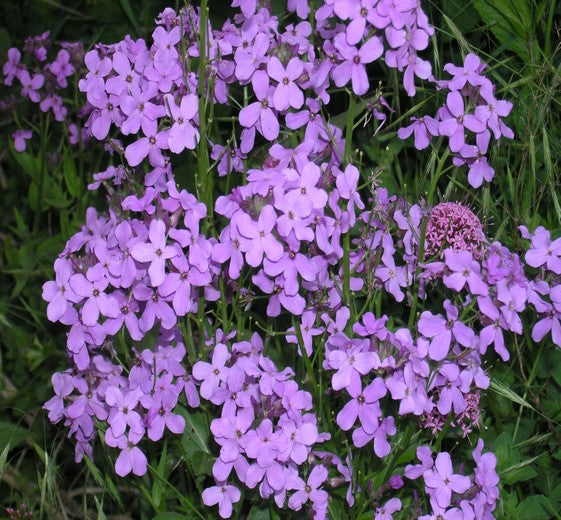 Hesperis matronalis