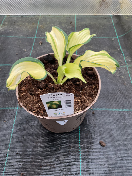 Hosta ‘Battle Strokes’ P15