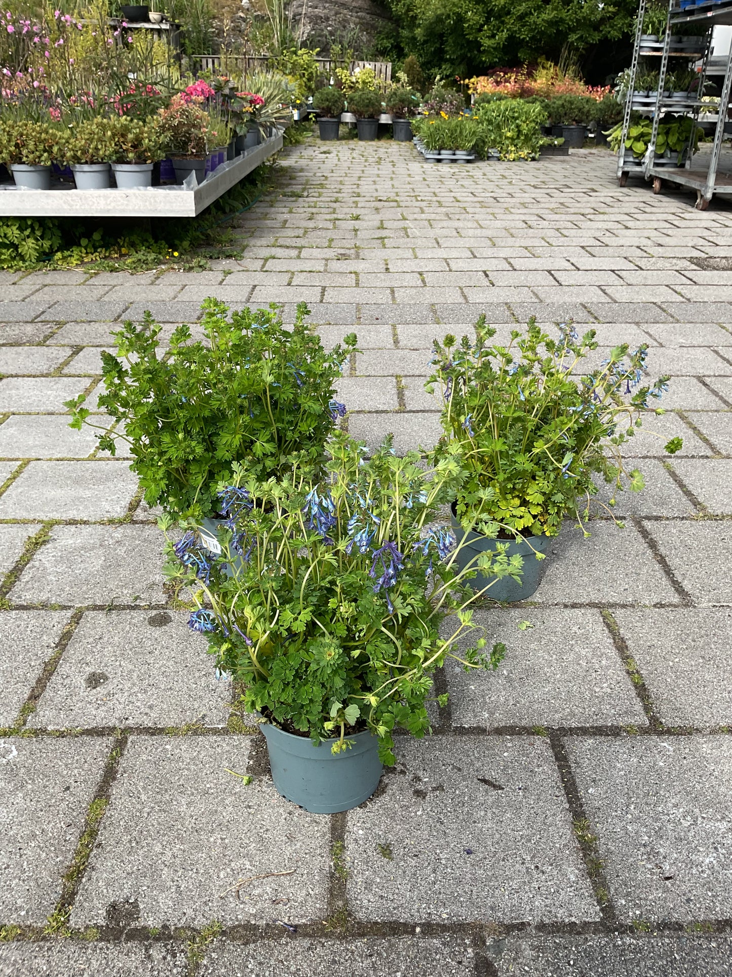 Corydalis calycosa 2 stk planter