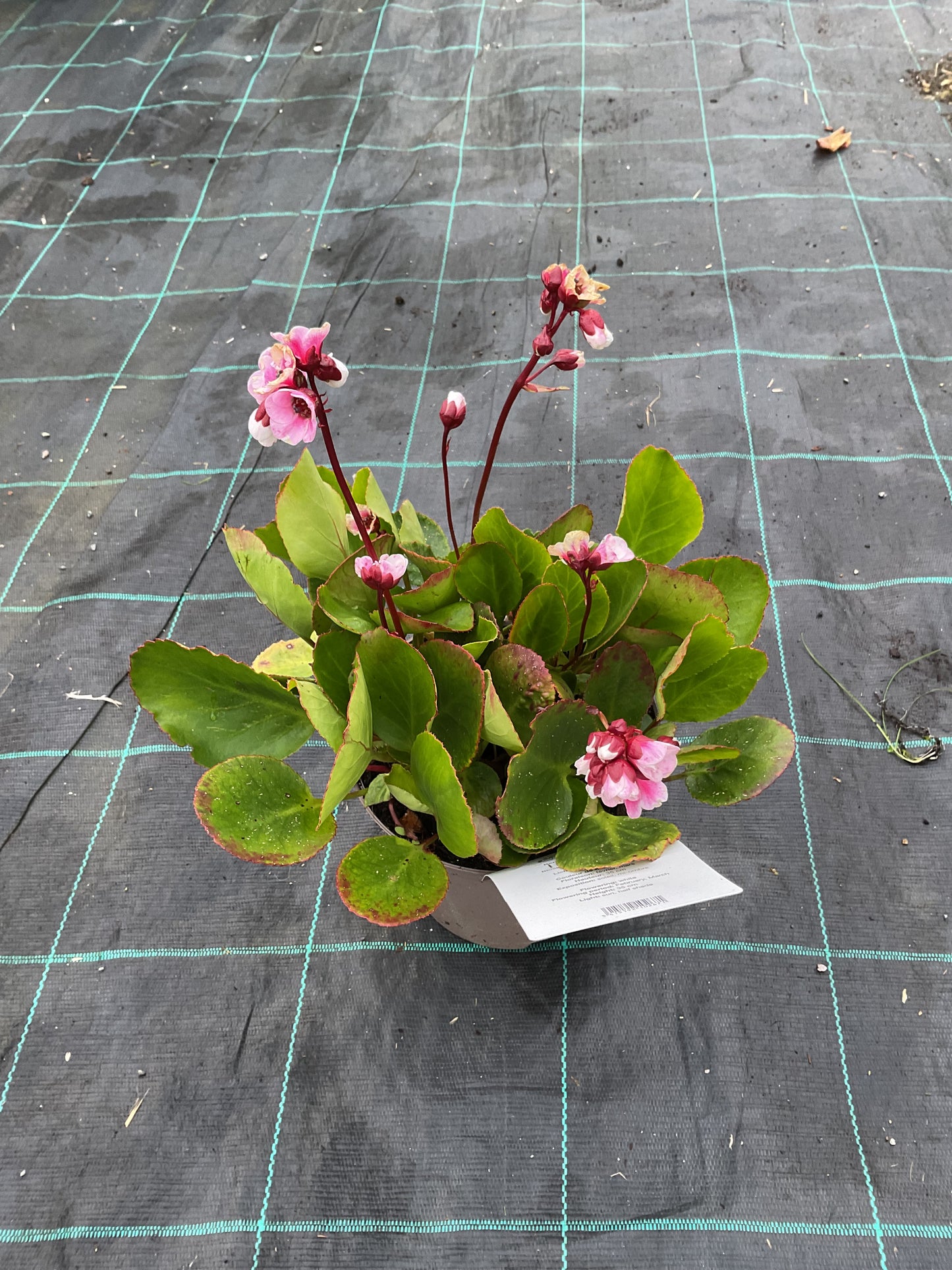 Bergenia cordifolia ‘Harzkristall’ P17