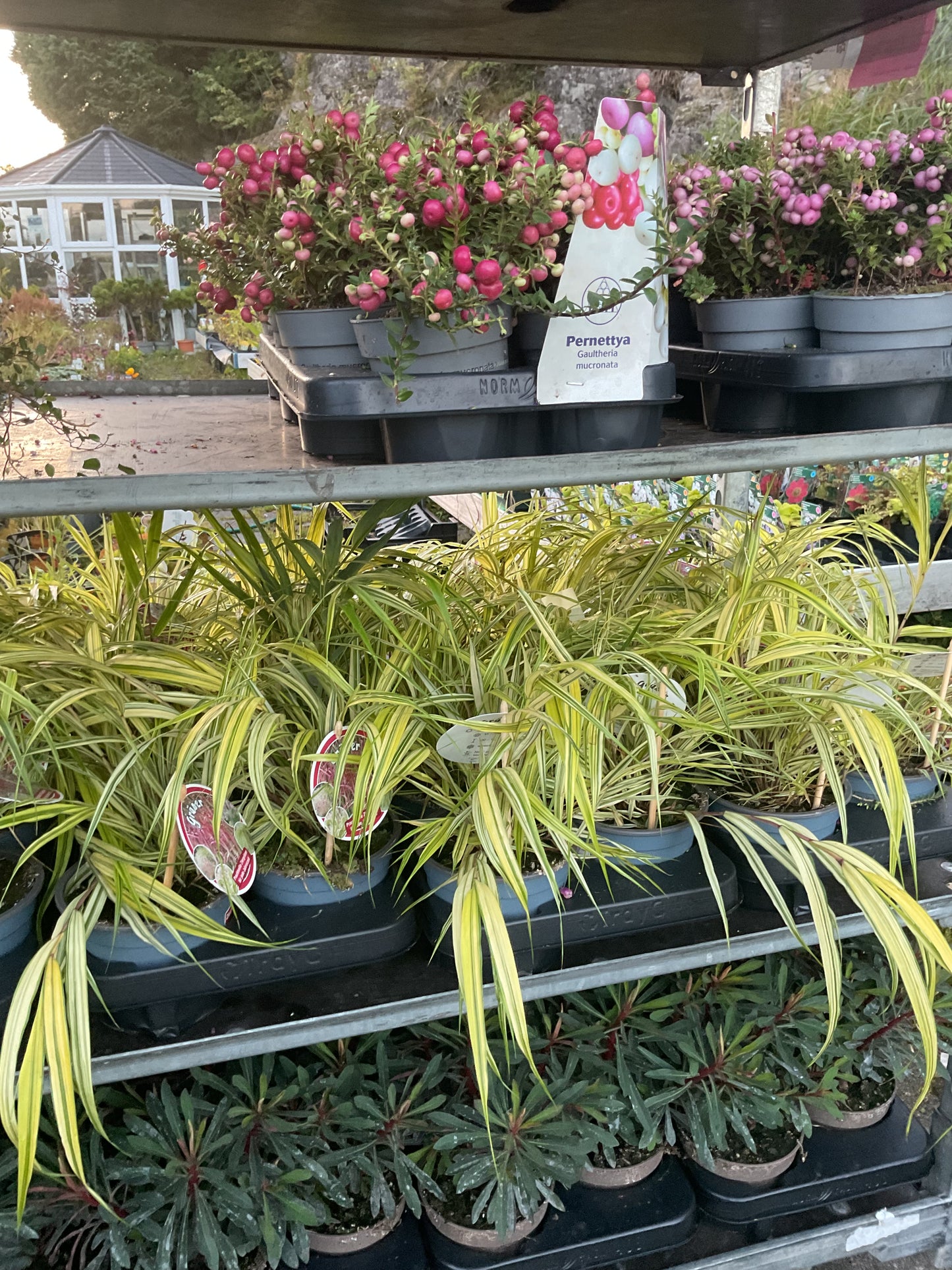 Hakonechloa macra ‘Aureola’ P13