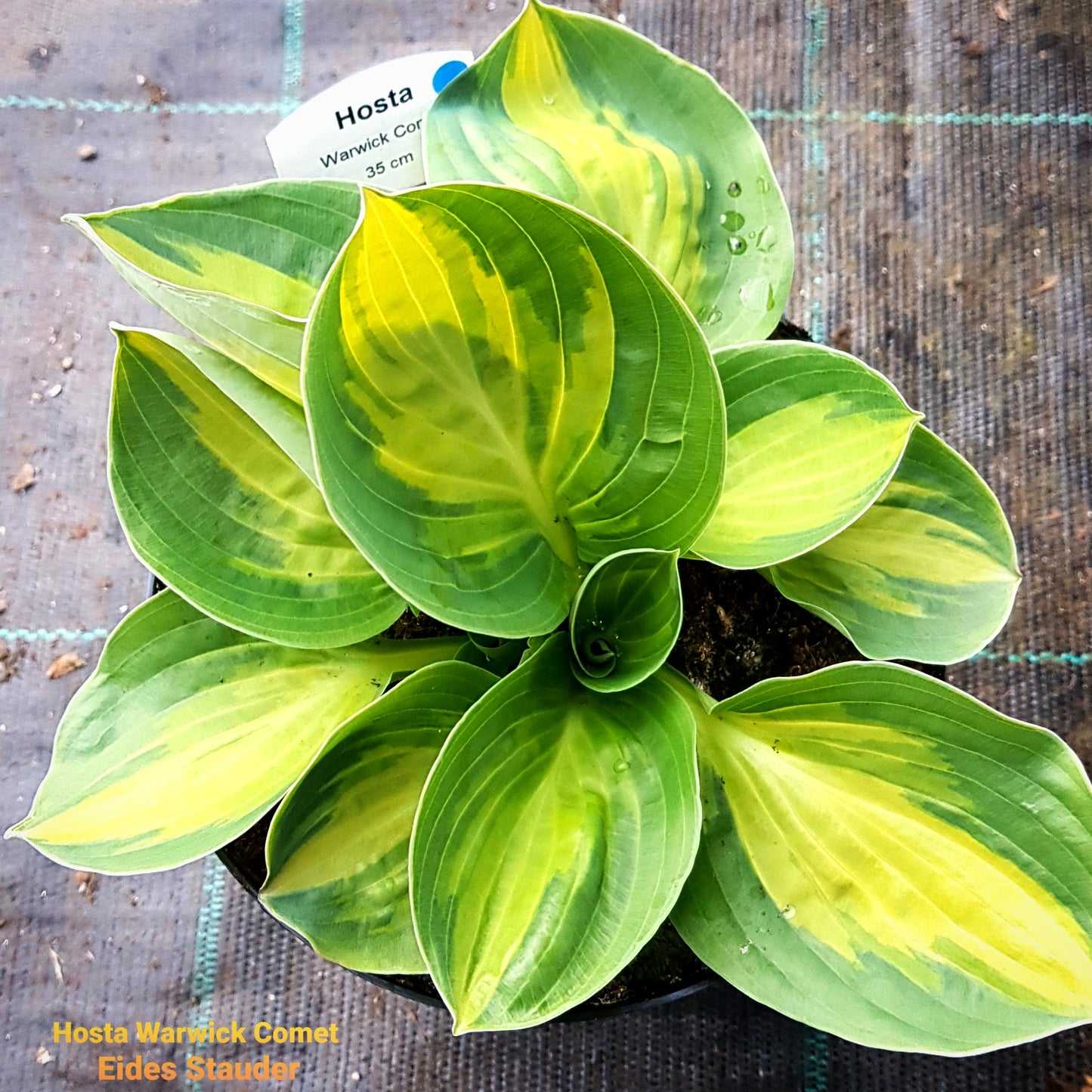 Hosta ‘Warwick Comet’ P15