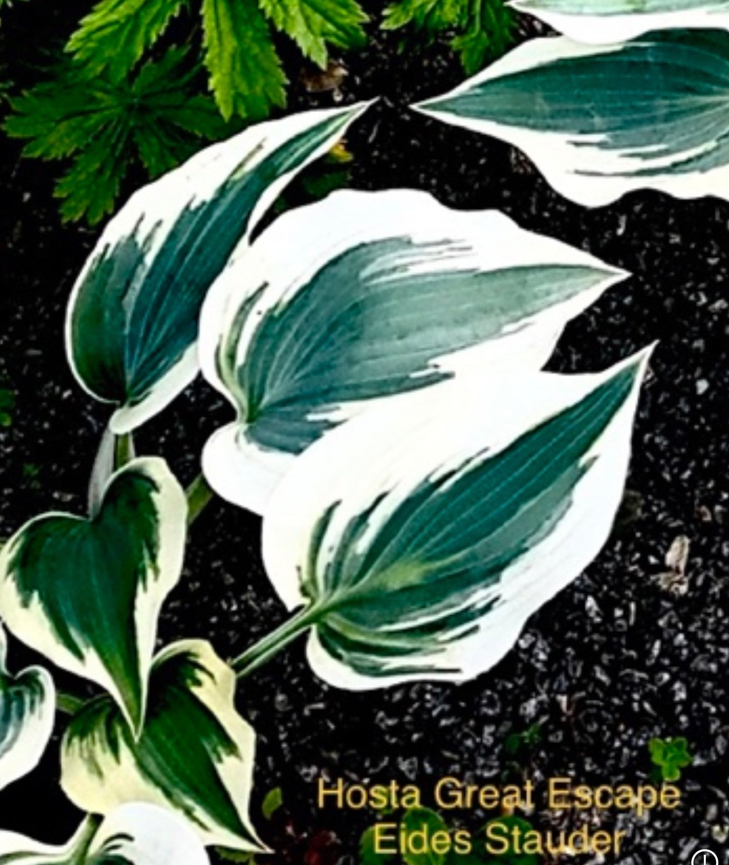 Hosta ‘Great Escape’ P15