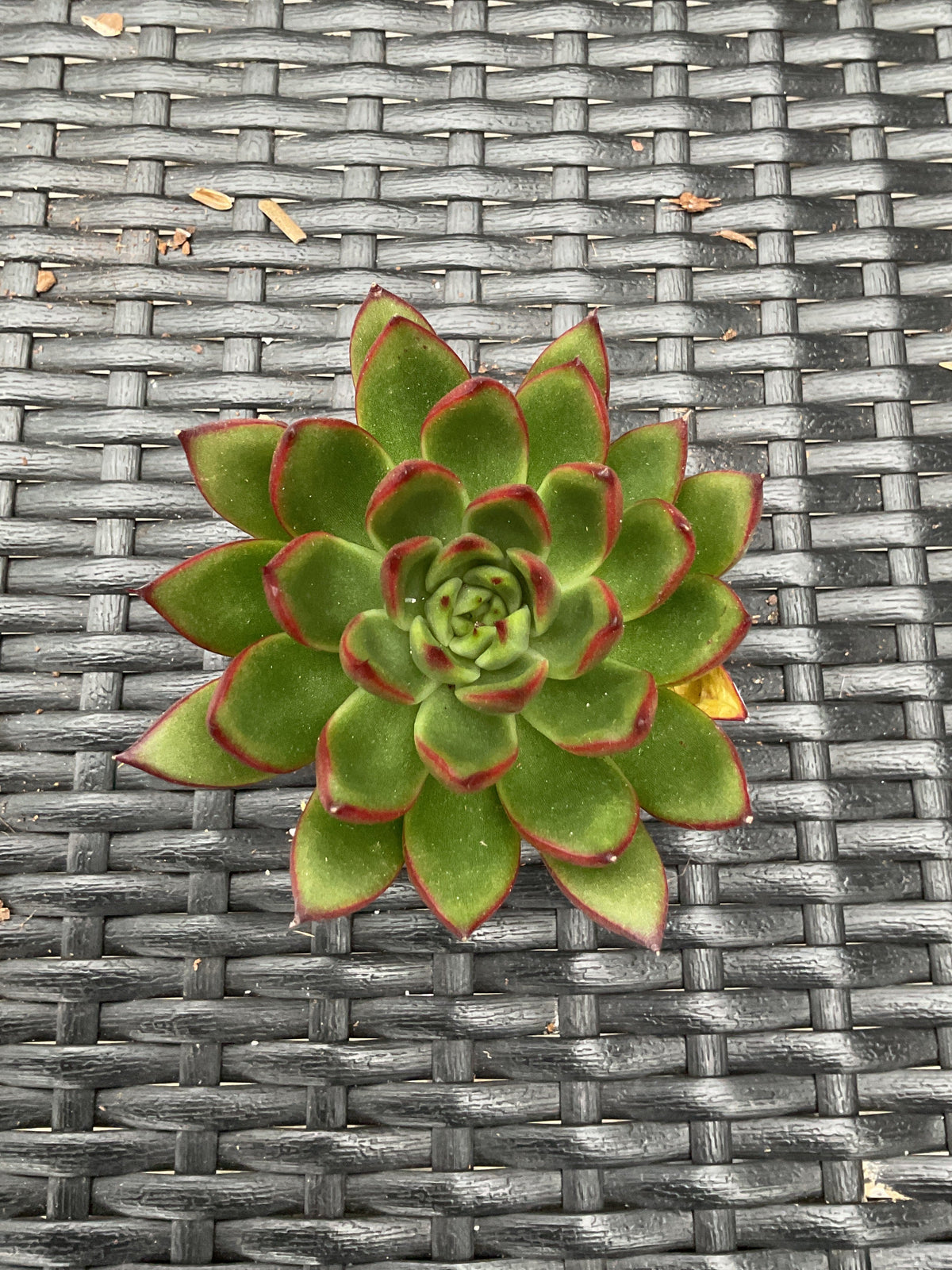 Echeveria agavoides 'Red Tip' P6
