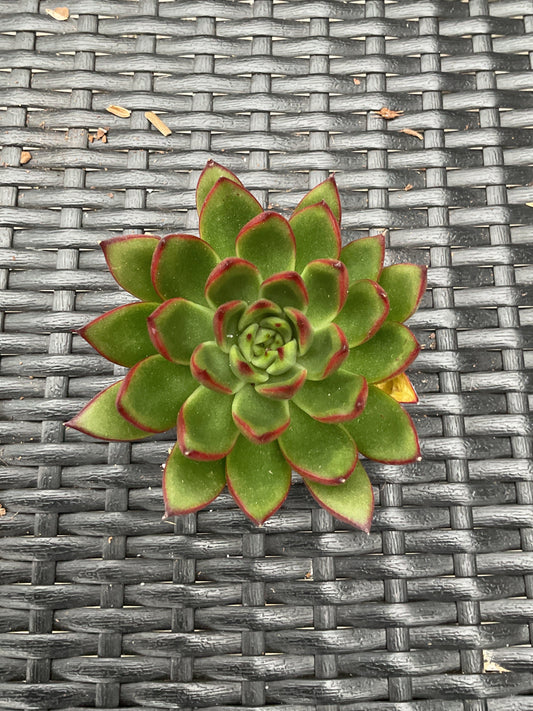 Echeveria agavoides 'Red Tip' P6