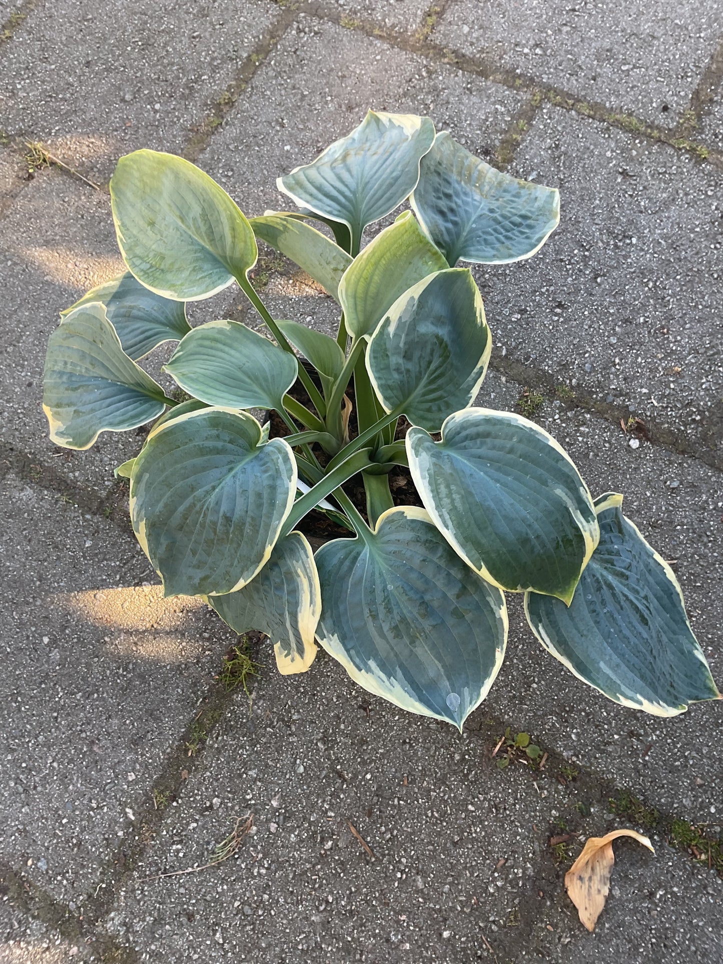 Hosta ‘American Halo’ P17