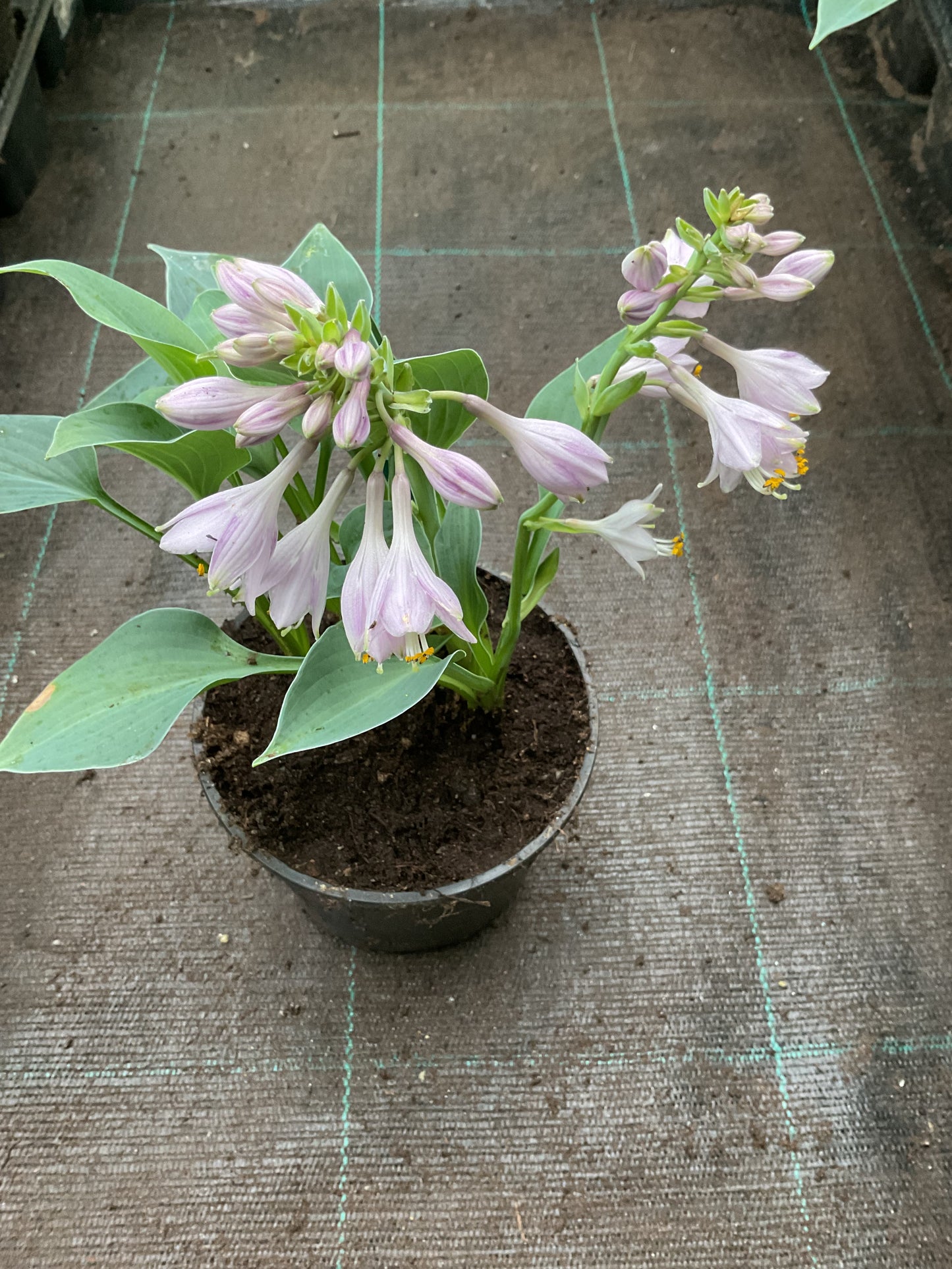 Hosta ‘Blue Cadet’ P12