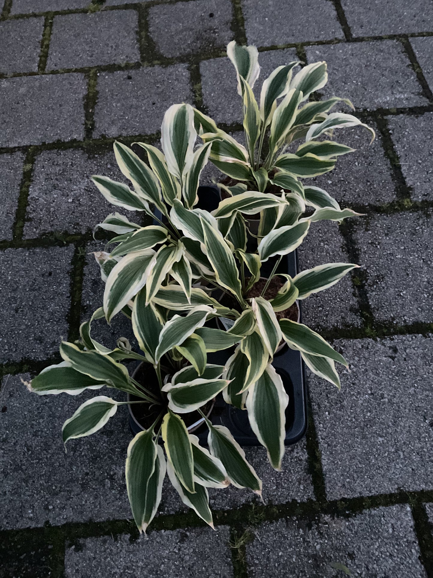 Hosta ‘Long Tail Lights’ P15