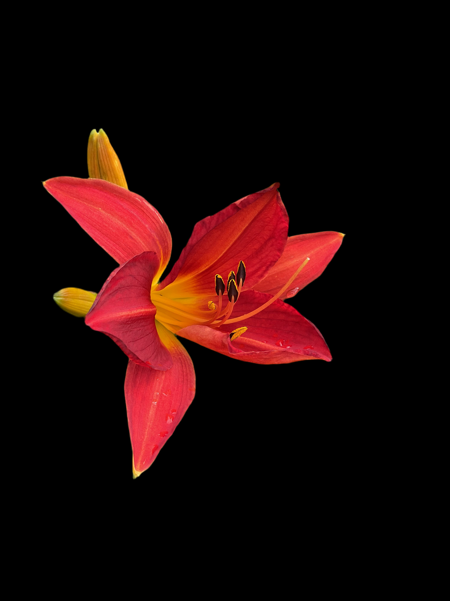 Hemerocallis ‘Baltimore Oreole’ P12