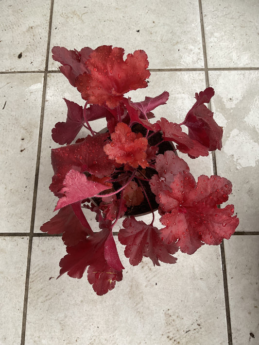 Heuchera ‘Forever Red’ P15