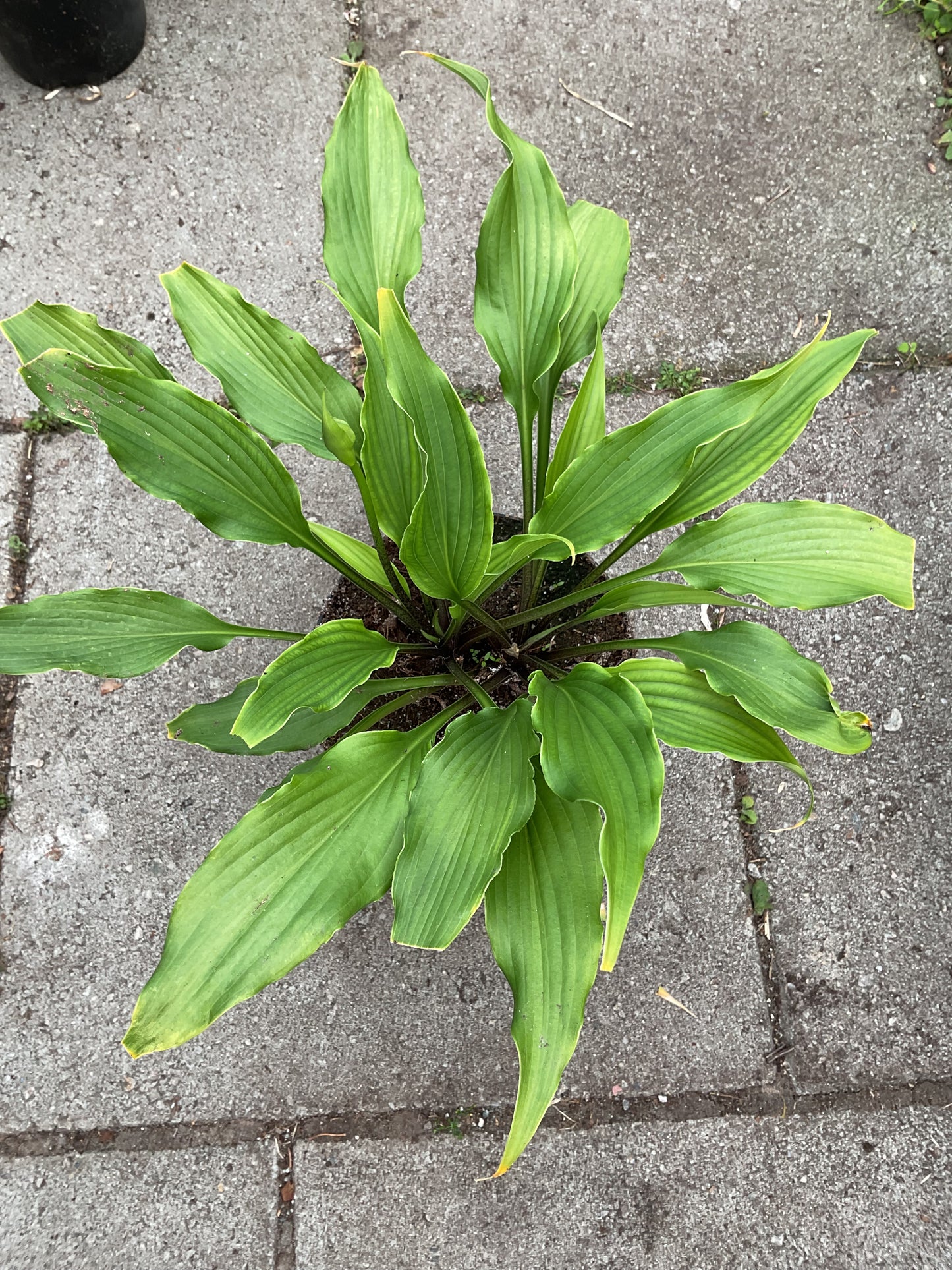 Hosta ‘Jaws’