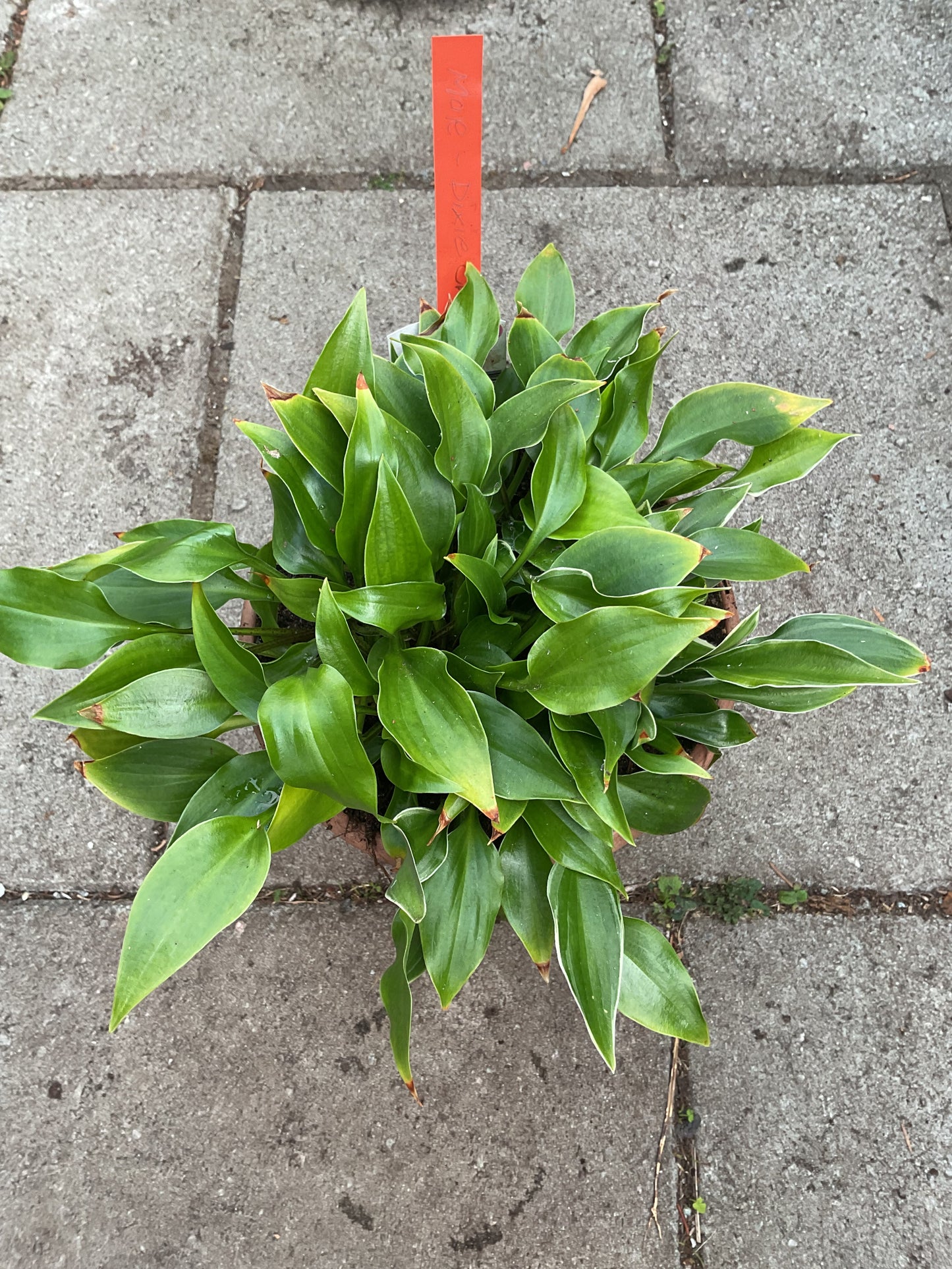 Hosta ‘Dixie Chick’ P12