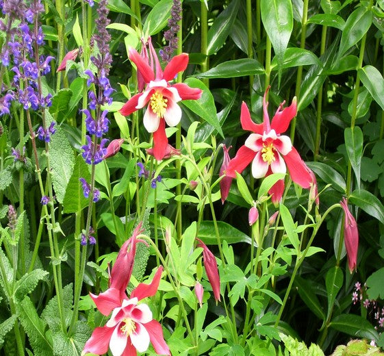 Aquilegia caerulea ‘Red Hobbit’