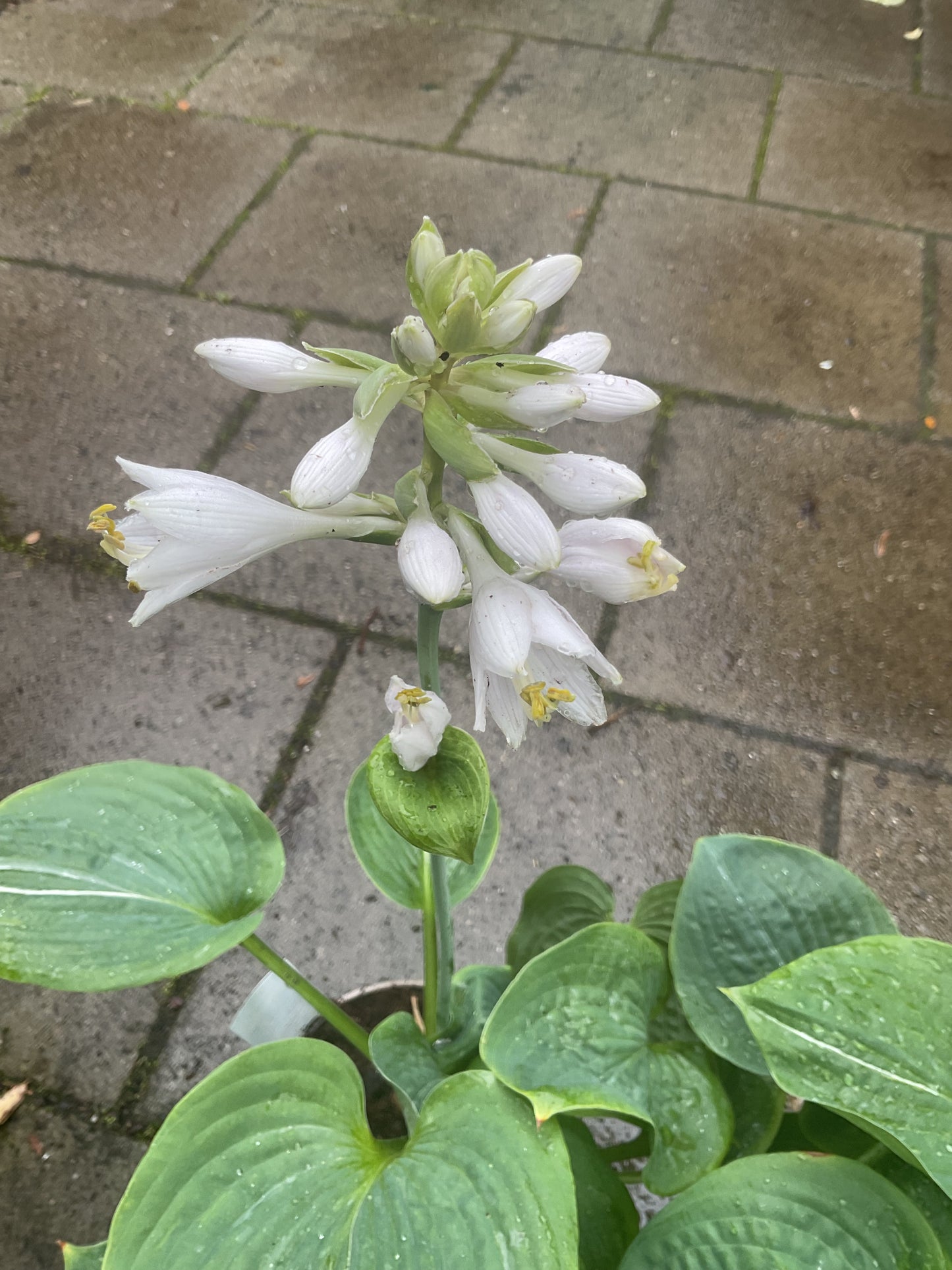 Hosta ‘Spilt Milk’ P15