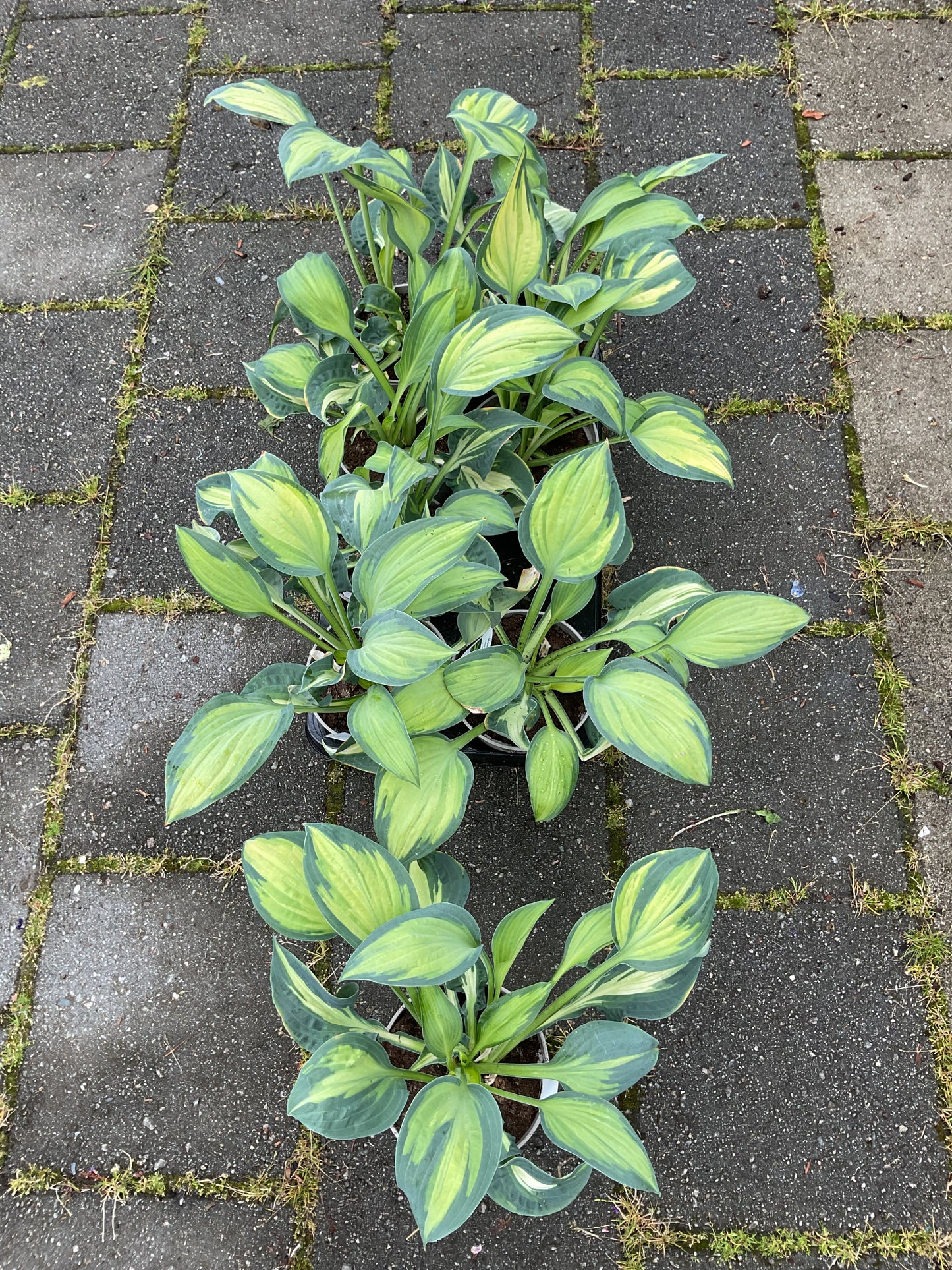 Hosta ‘Happy Dayz’ P15