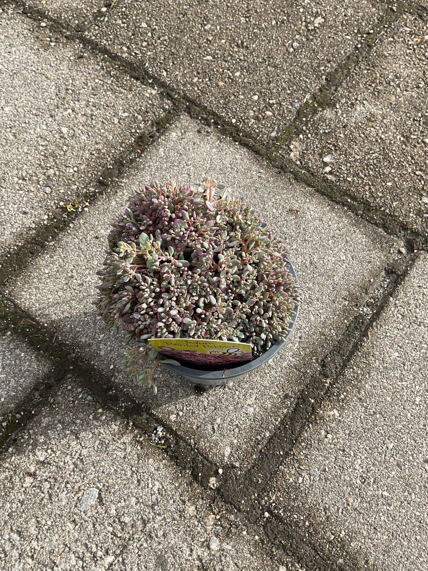 Sedum cauticola ‘Painted Pebble’ P12