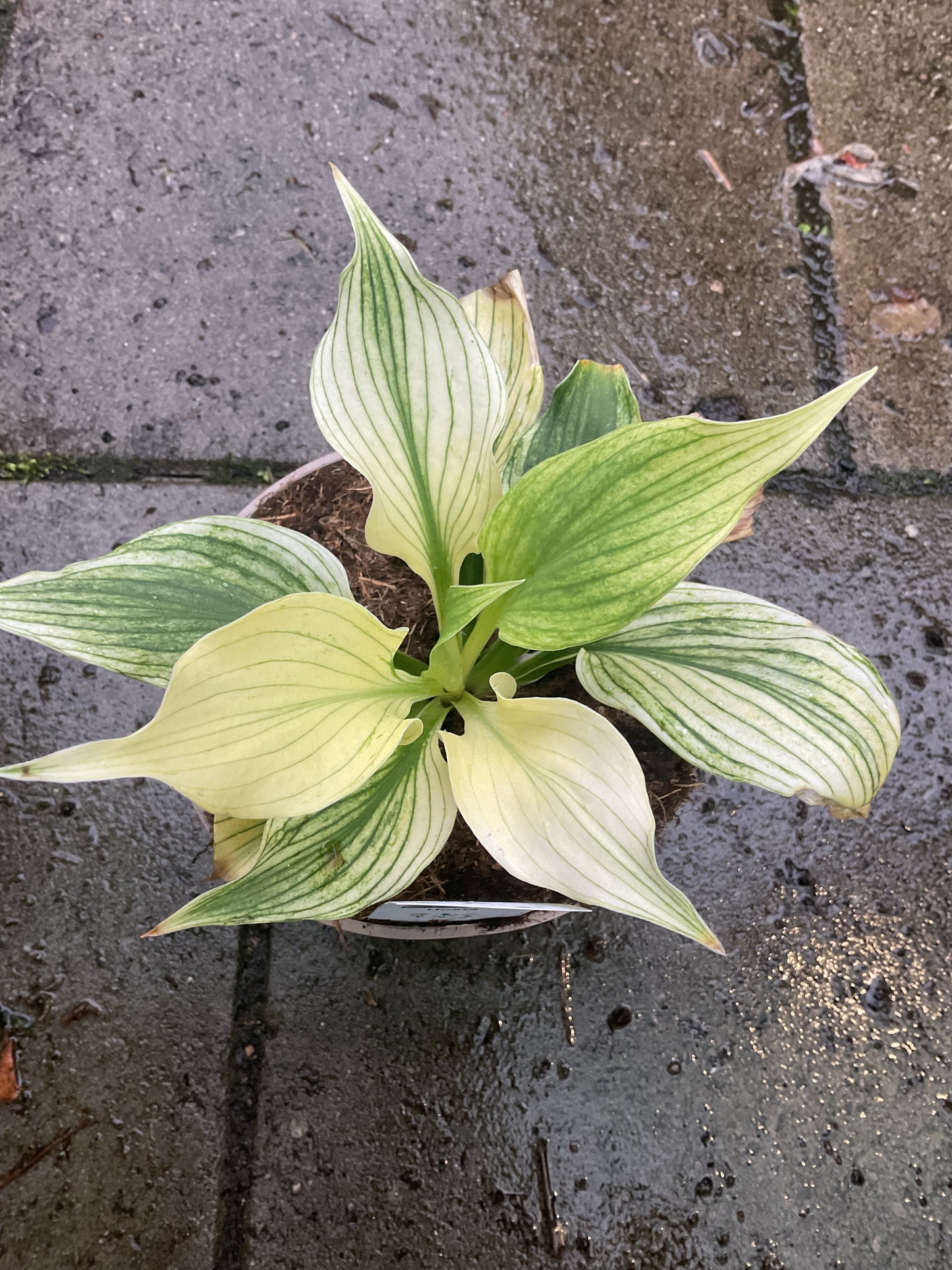 Hosta ‘Silver Feather’ P15