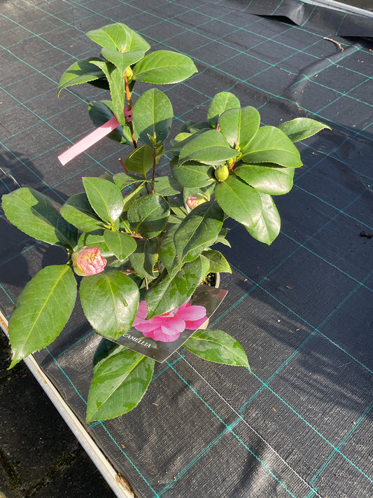 Camellia japonica ‘California’ P15
