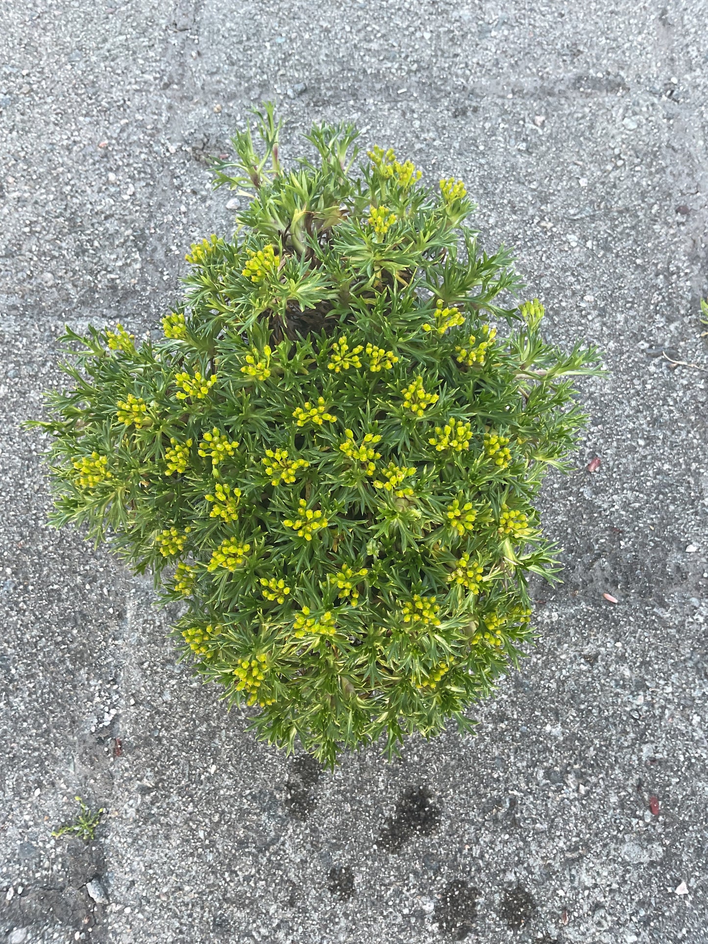 Azorella trifurcata, P13 store planter
