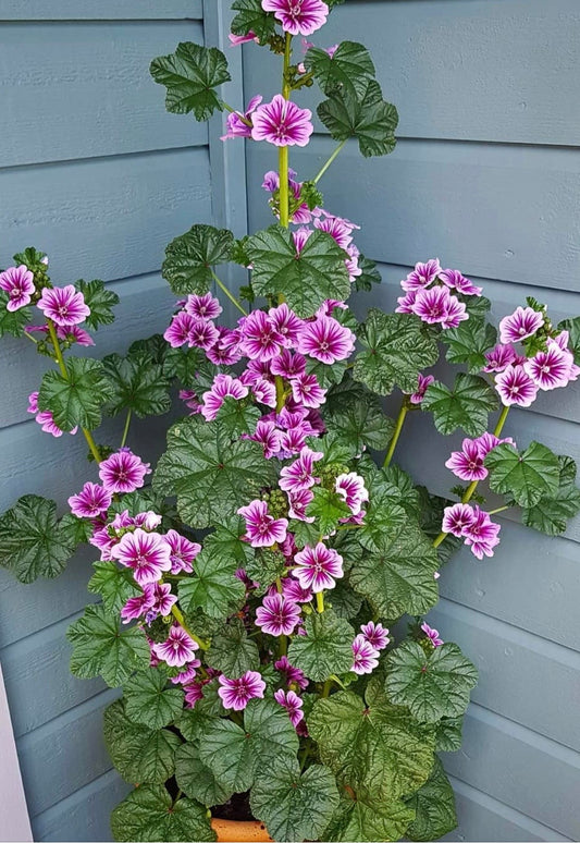 Malva sylv. ‘Zebrina’ Kolleksjon av 3 stk planter. P13