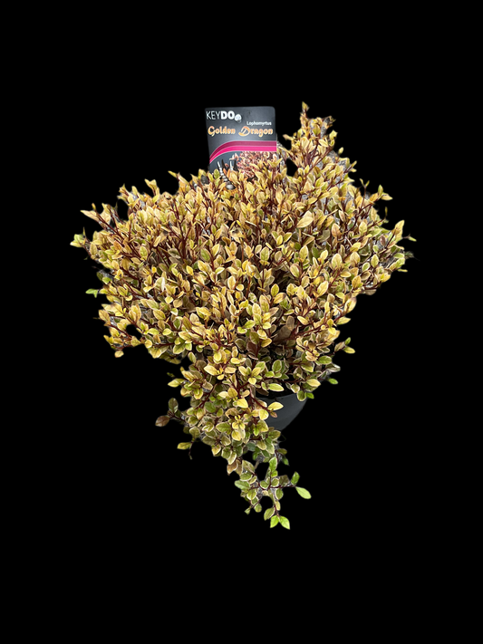 Lophomyrtus x ralphii ‘Golden Dragon’ P17