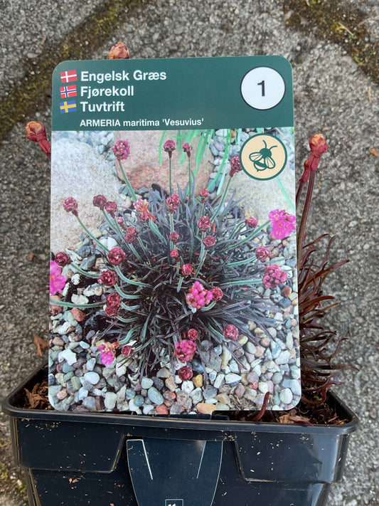Armeria maritima ‘Vesuvius’ P11