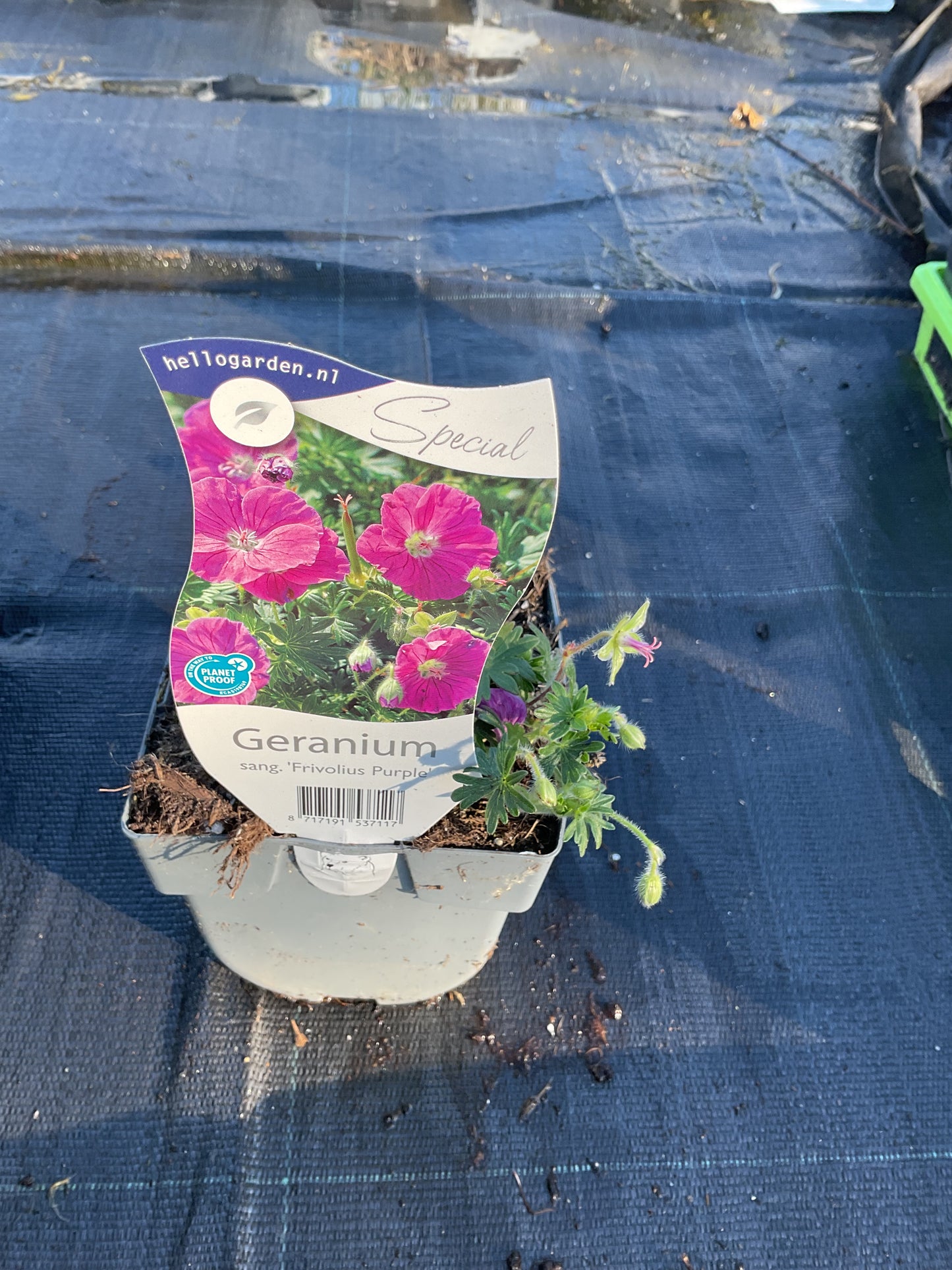 Geranium sang. ‘Frivolius Purple’ P11x11