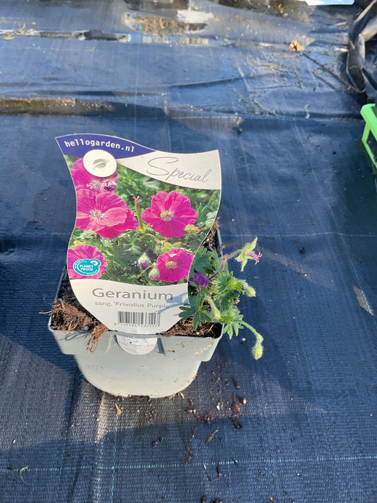 Geranium sang. ‘Frivolius Purple’ P11x11