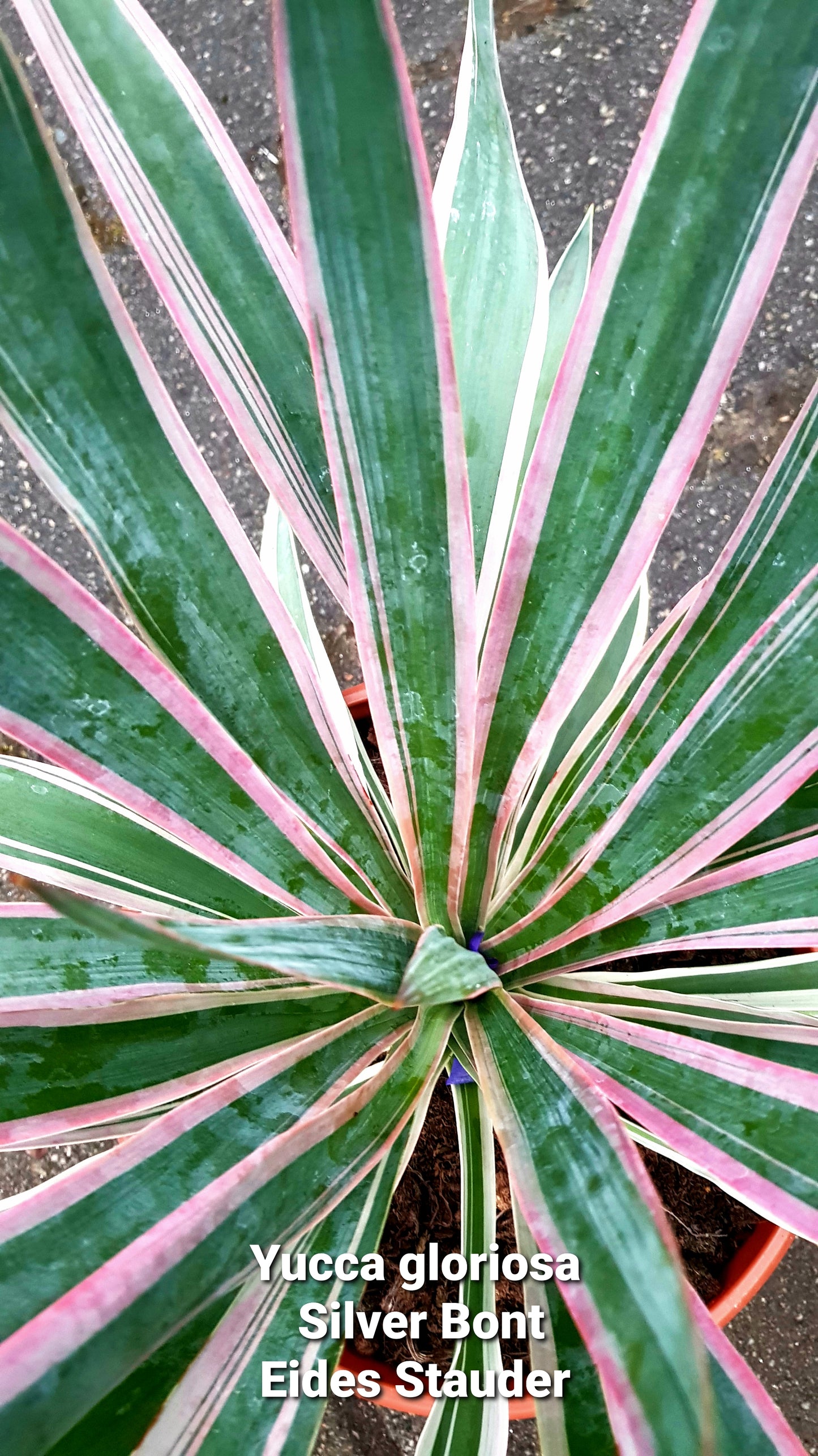 Yucca gloriosa ‘Silver Bont’