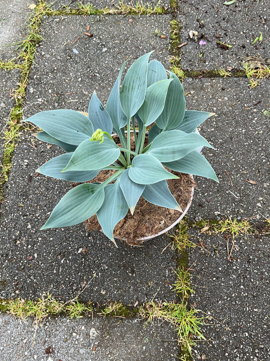 Hosta ‘Happiness’ P15