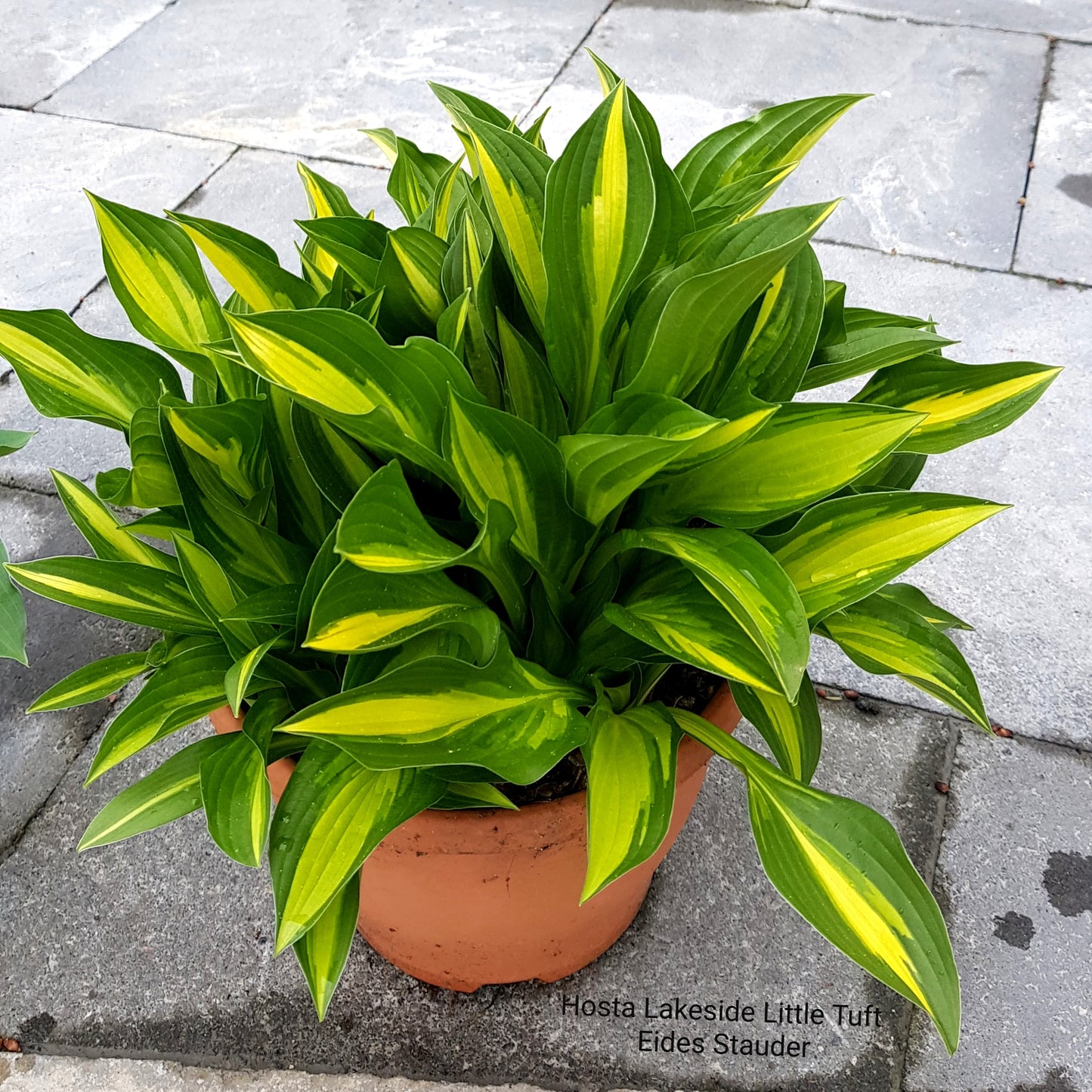 Hosta ‘Lakeside Little Tuft’ – Eides Stauder