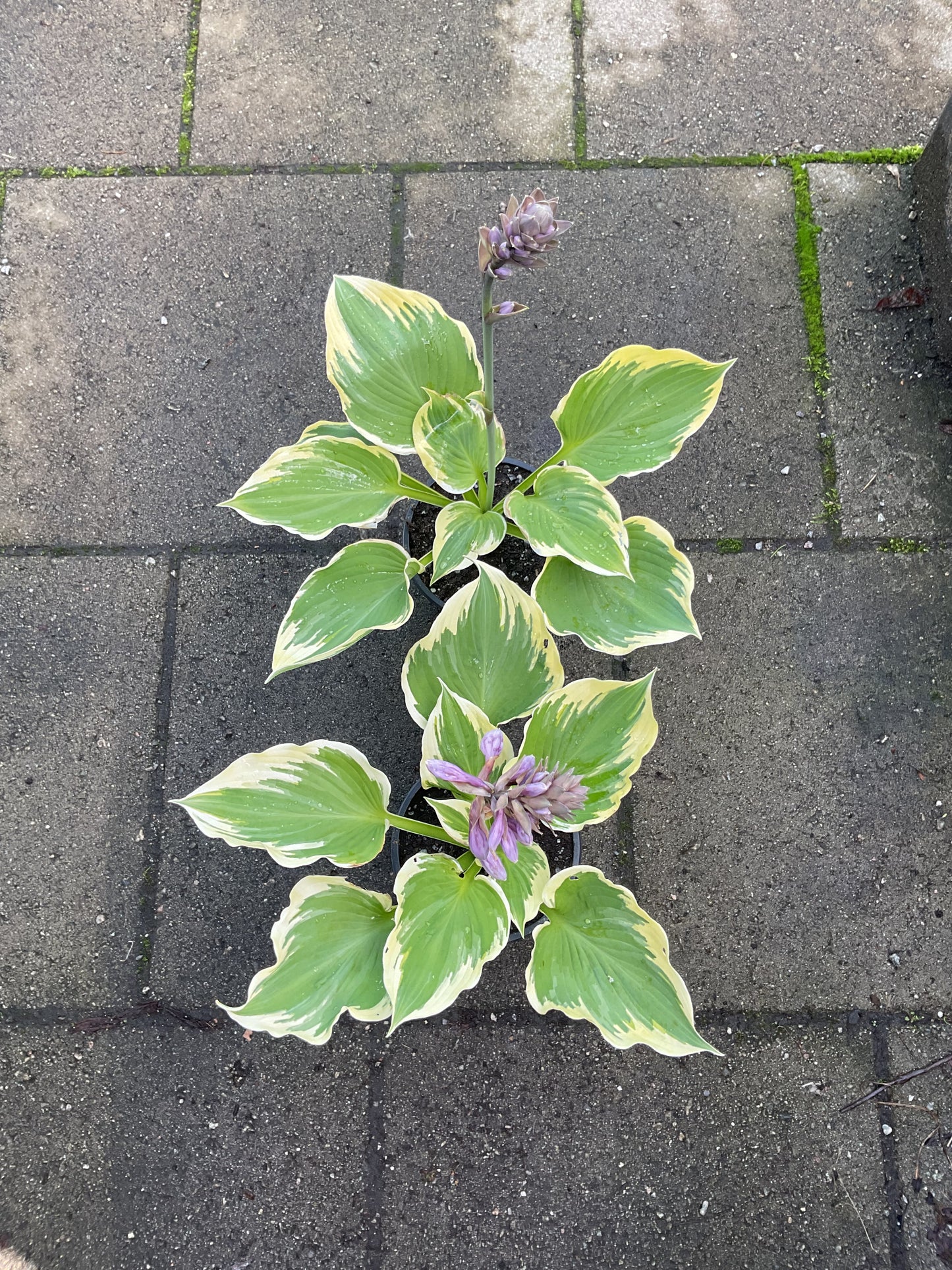 Hosta ‘Liberty’ Tilbud på 2 stk