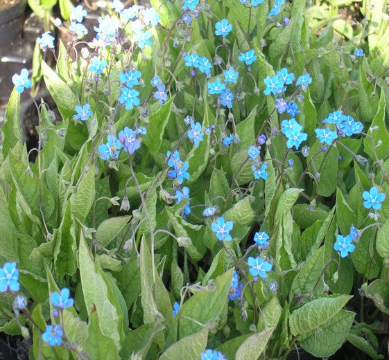 Omphalodes verna