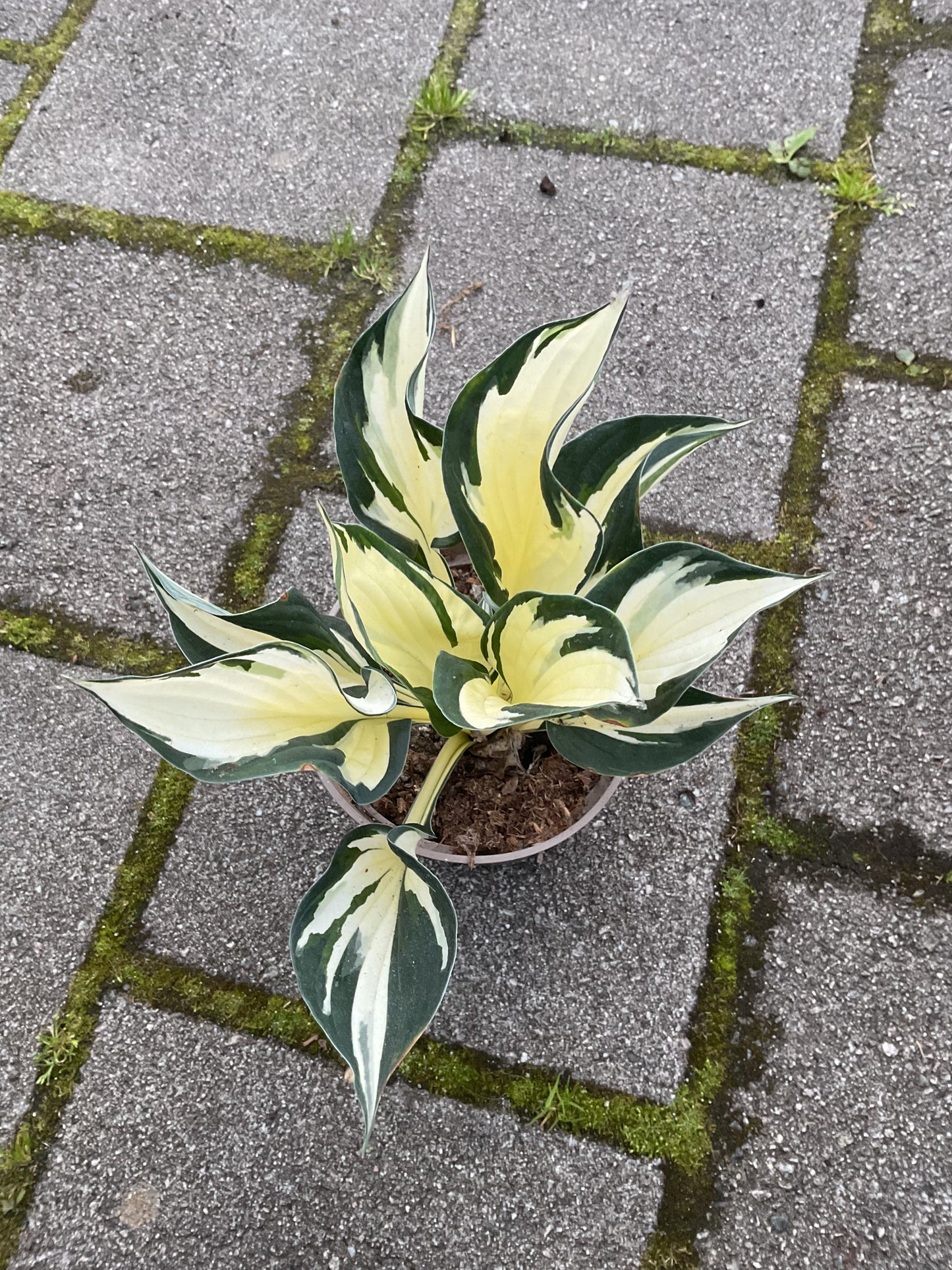 Hosta ‘Fire & Ice’ P15
