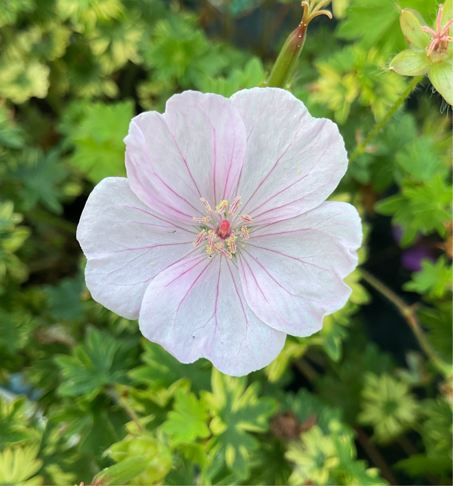 Geranium sanguineum var ‘Striatum’ P11x11