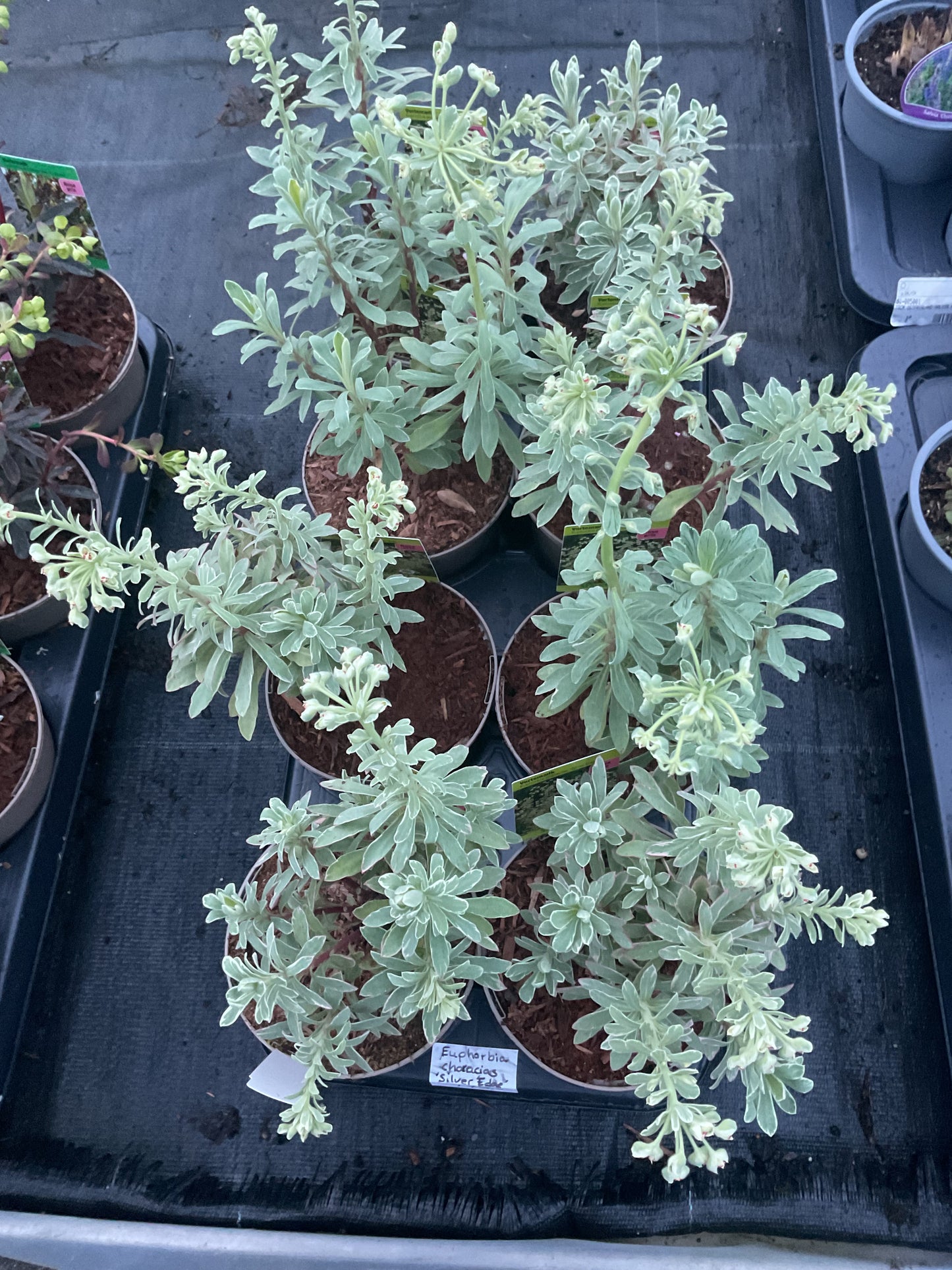 Euphorbia characias ‘Silver Edge’ P13
