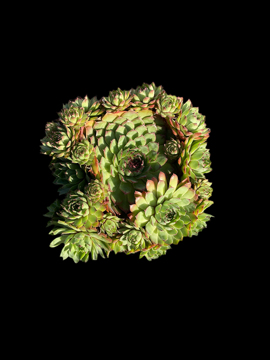 Sempervivum ‘Big Sam’™️ ‘Chrome Green’ P17
