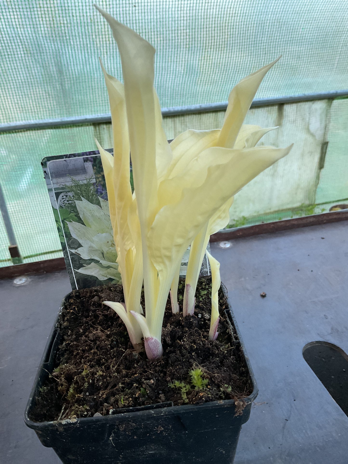 Hosta ‘White Feather’ P11x11